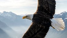 Inside a Bald Eagle's Lungs 🦅 | The Amazing Respiratory System Explained in 3D
