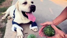 Forgot to Bring Water, Grabbed a Watermelon by the Road to Quench Thirst. Eyes Full of Anticipation for the Watermelon