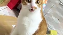 Funny Amazing Pets!....Animals! cute and funny cats