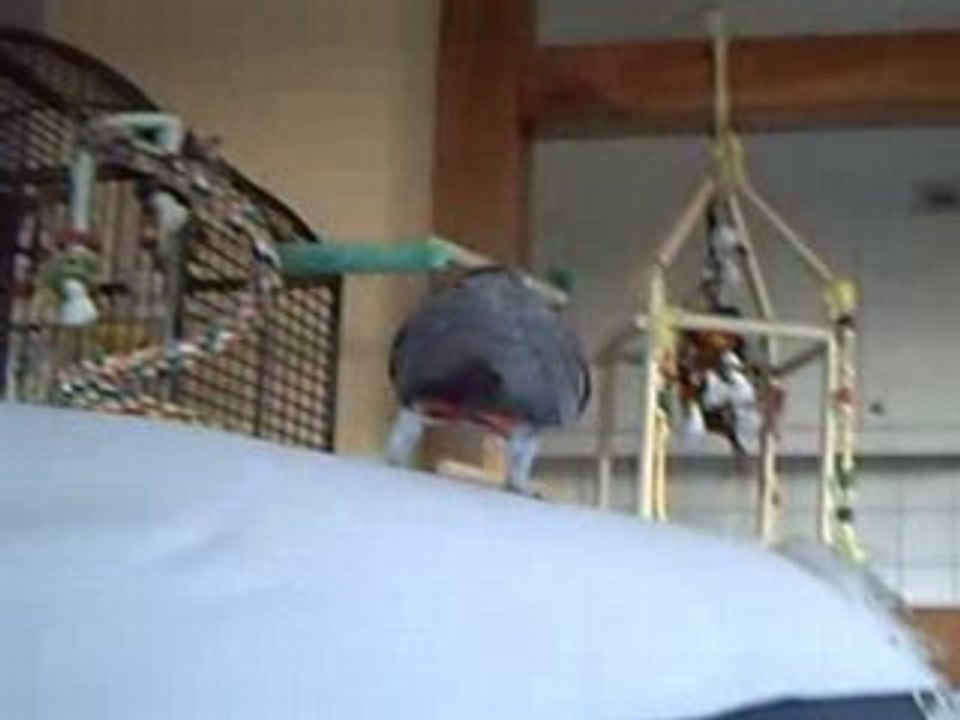 miko et son "Bonjour-bonjour"