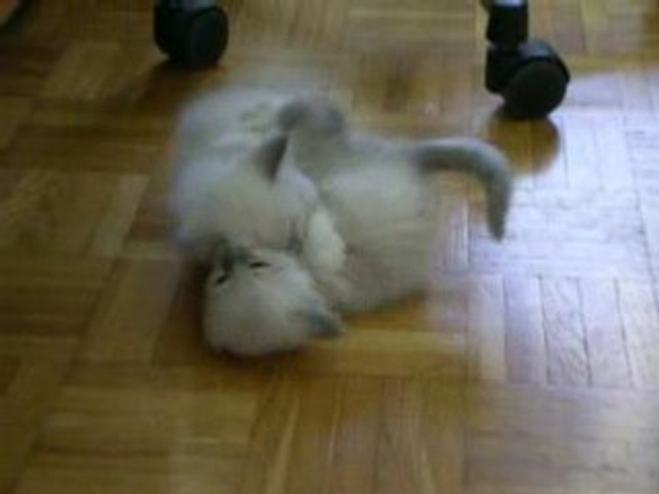 video chatons 2008