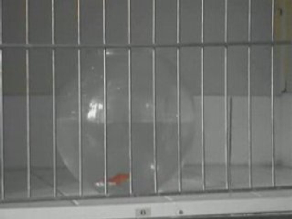 "Operation un Poisson, un Sourire - Sauvons Bubulle"