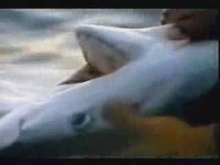 Sauvons les requins  -  Stop Shark Finning