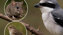 Este PÁJARO EMPALA a sus PRESAS en ESPINAS | Alcaudón
