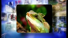 1997 - Johnny Hallyday : Laeticia et son chien défilent dans 30 Millions d’amis sur TF1 (26 Octobre)