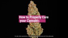 Cómo curar tus cogollos de marihuana