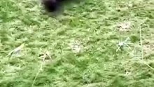 cute panda animal
