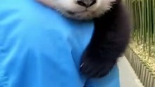 Baby Panda