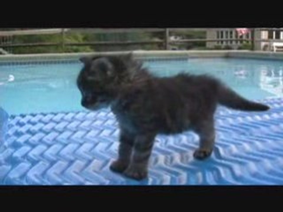 OMG Kitten OMG