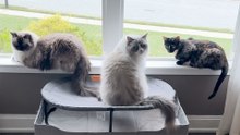 A Stray Cat Moves In With Two Very Pampered Ragdolls
