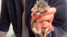 Rescuers Use Giant Grabbers To Save 6 Newborn Kittens