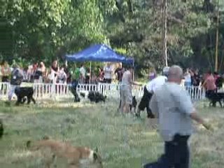 Ring d'honneur pour Aramis à Ventabren