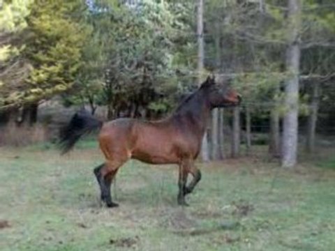 Fleurco tout juste pieds-nus. galop chute