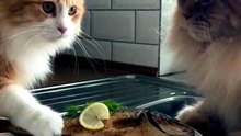 Cat who is the real boss?
