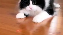 Sorry Cat for the slap!!