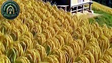 چاول کی کاشت بمپر پیداوار