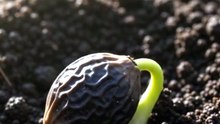 Papaya Plant Seeds Tree Organic