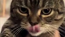 _cat _funny _ animal _viral _dailymotionshorts [360p]