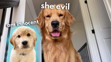 Golden Retriever Puppy Sleepover with Pearl | Funny Dog Reaction