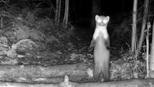 Hidden Forest Camera Captures Night Wildlife in the Woods