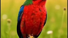 👉 "🎨 Painted Bunting – The Most Colorful Bird Ever! 🌈🐦✨"