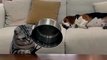 The Cat Tried to Catch a Giant Fly… But Hit the Dog Instead 😂🐈‍⬛🐶