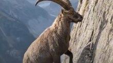 This Animal Can Climb Almost Vertical Cliffs!