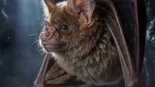 This Bat Hunts With Sound!