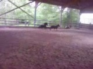 les poney en gros delire dans le manege