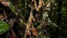 The Leaf That Hunts 🍃🦗