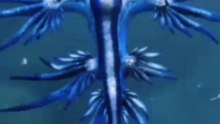 This Tiny Blue Dragon Is REAL 🐉🌊