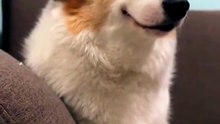Cute Dog