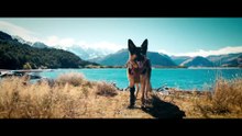 Le chien de Brad Pitt, star de la nouvelle bande-annonce de Heart of the Beast (VO)