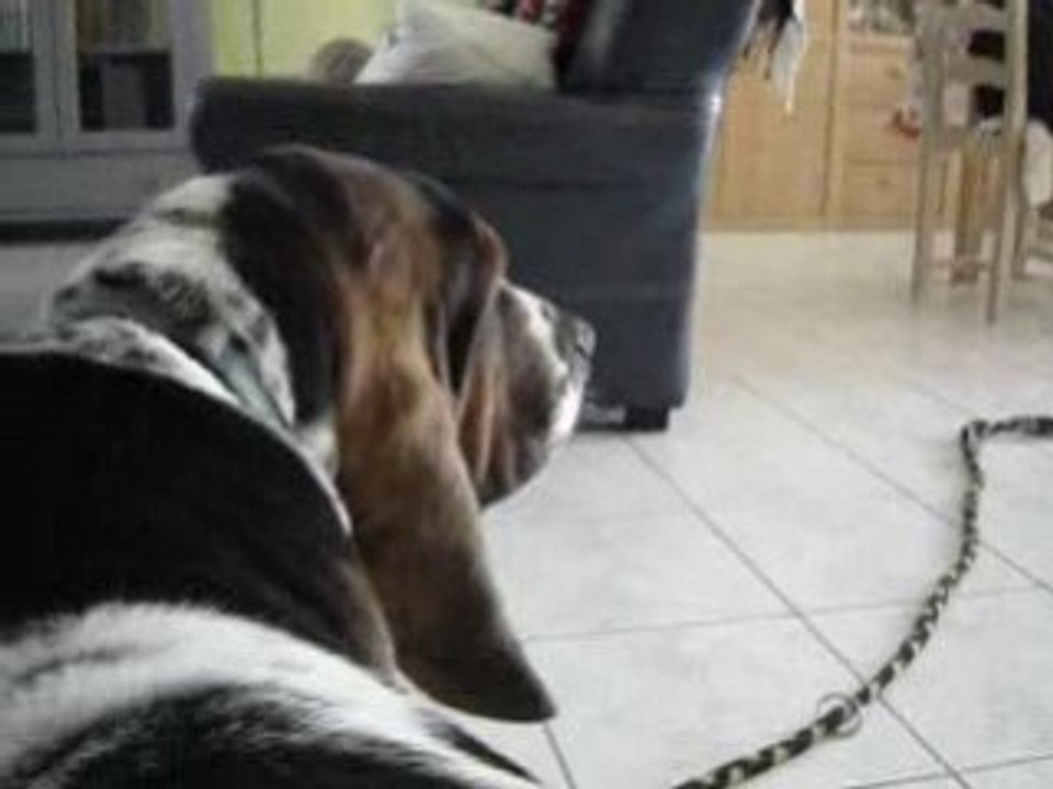Ultra Basset Hound adore la promenade !!!