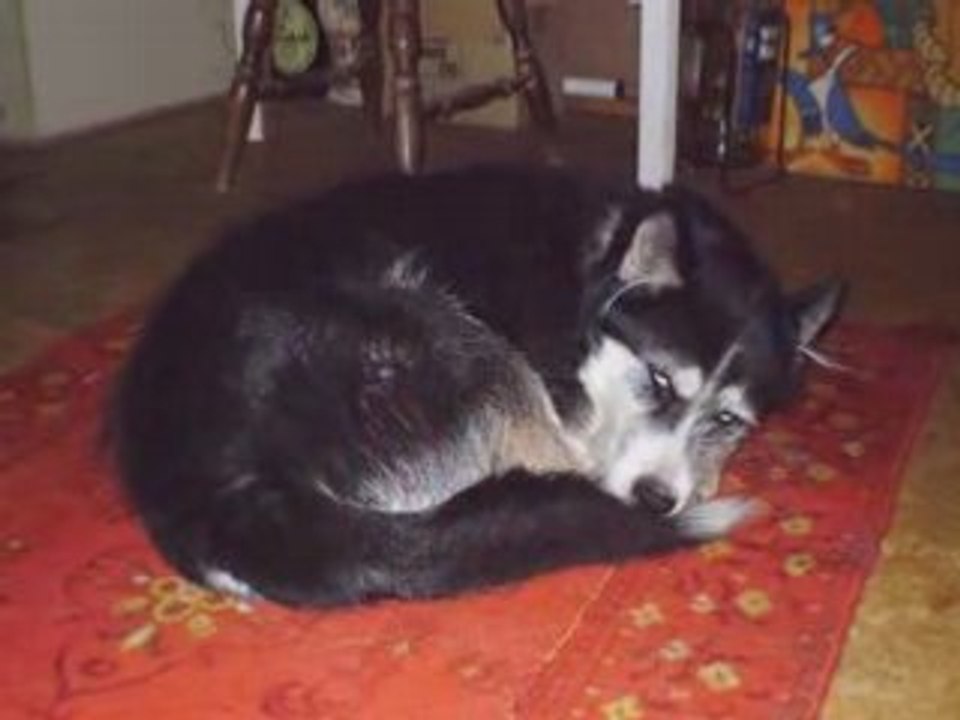 simba mon loup