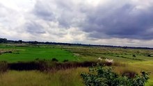 The Green World Scenes