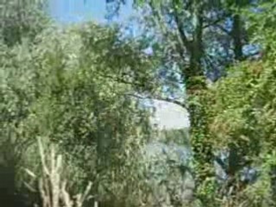 Des cygnes sur la Loire