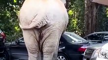 Un éléphant cherche à manger dans les voitures