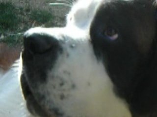 Alaska essaye la peinture