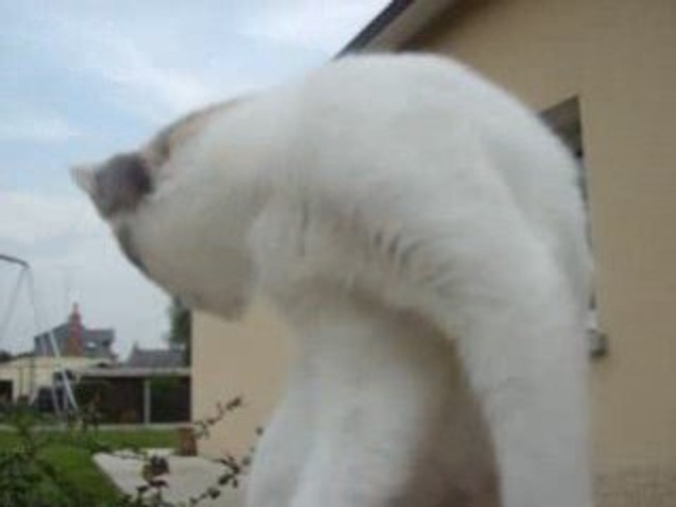 àttàqù£ sùrpris£