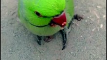 My Parrot Loves Guava! 🦜🍈 | Jagnoo Enjoying Fresh Guava