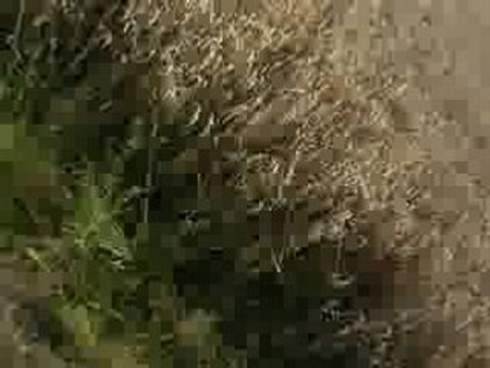 galop dans les champs