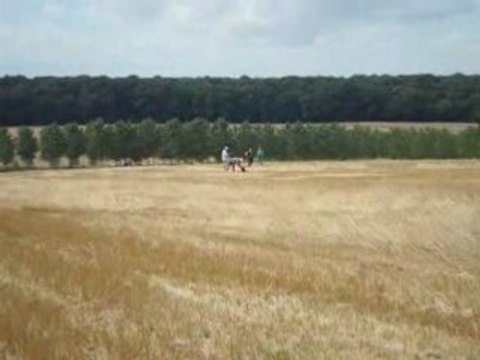 EPAGNEUL DE SAINT USUGE