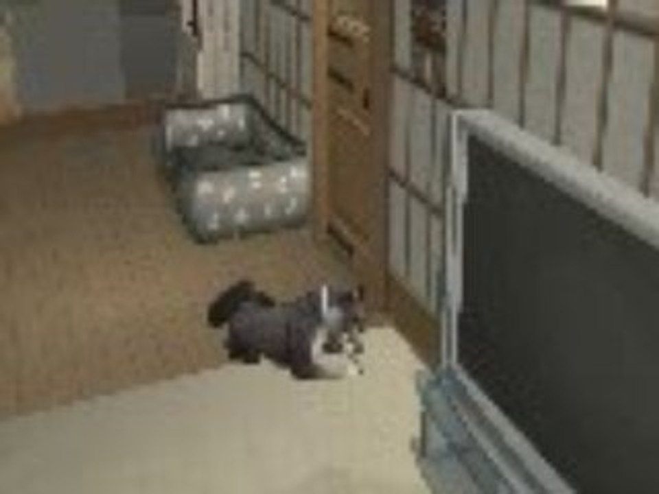 Achiko machouille son os