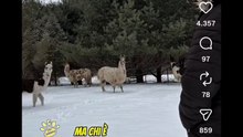 Animali doppiati lama sputanti