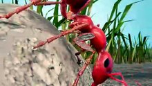 Army Ants Build Bridges With Their Bodies