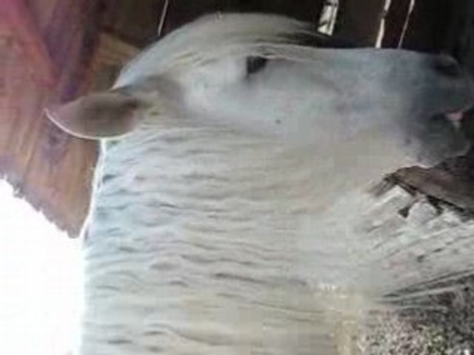 pablo