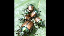 insects and animal