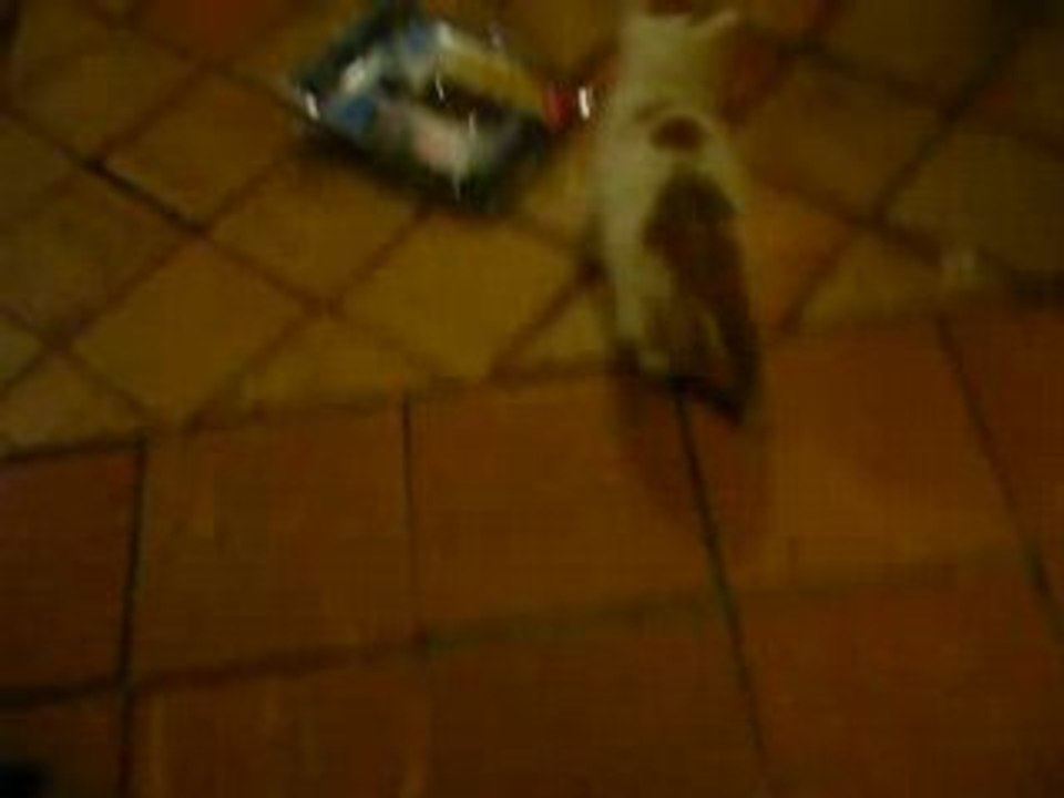 Course de chatons  dans le salon