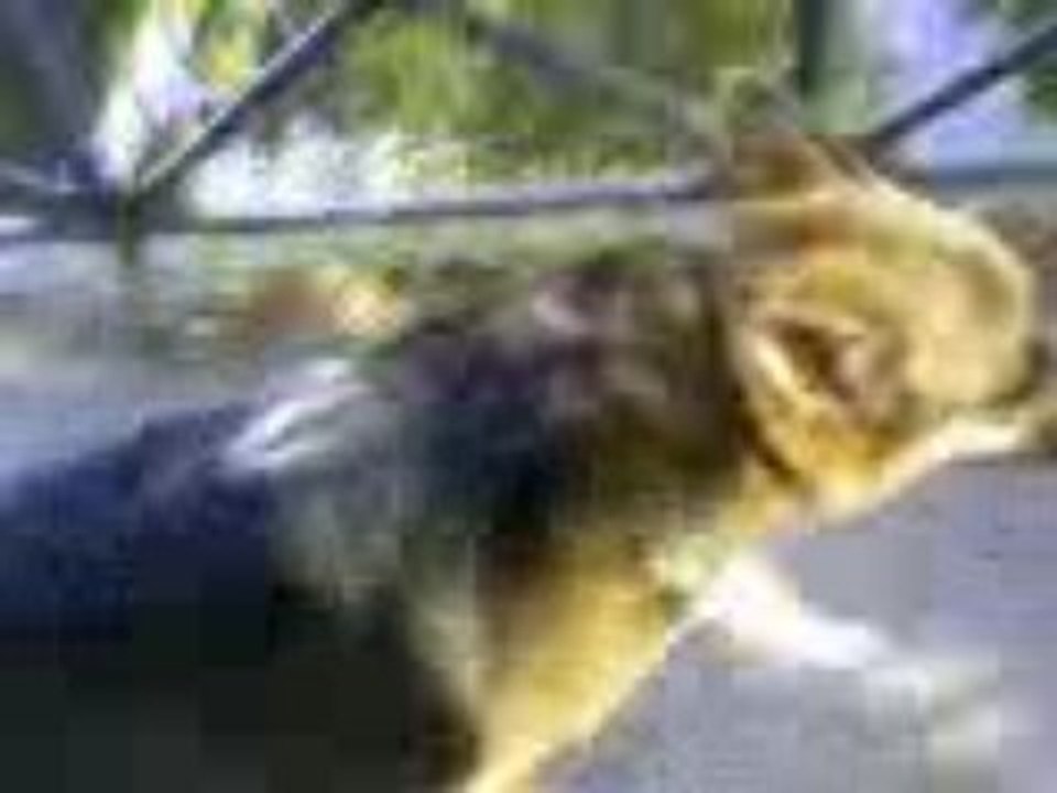 Bergère allemande et  danse bretonne mdrr